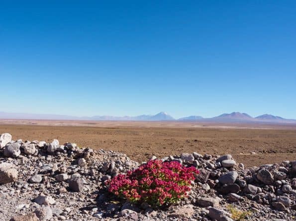 Atacama woestijn Altiplano Trek